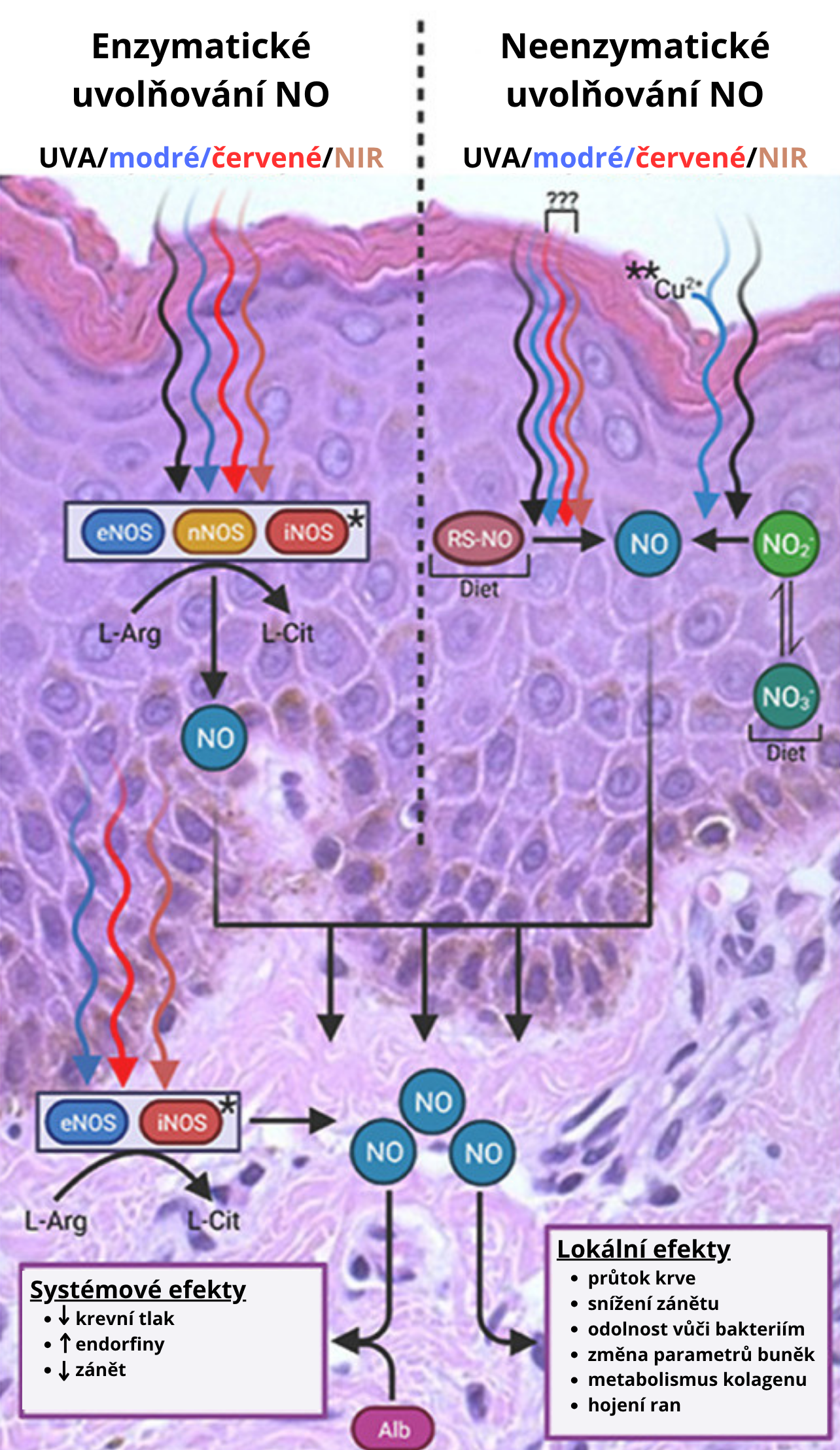 Enzymatické uvolňování NO